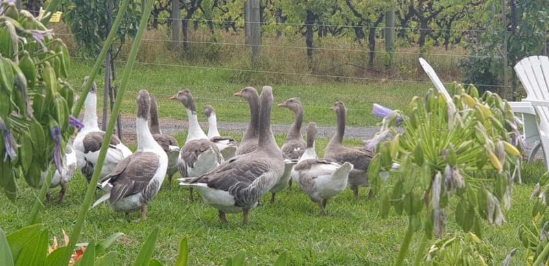 MEL: Private Yarra Valley Wine & Healesville Sanctuary Tours - Good To Know