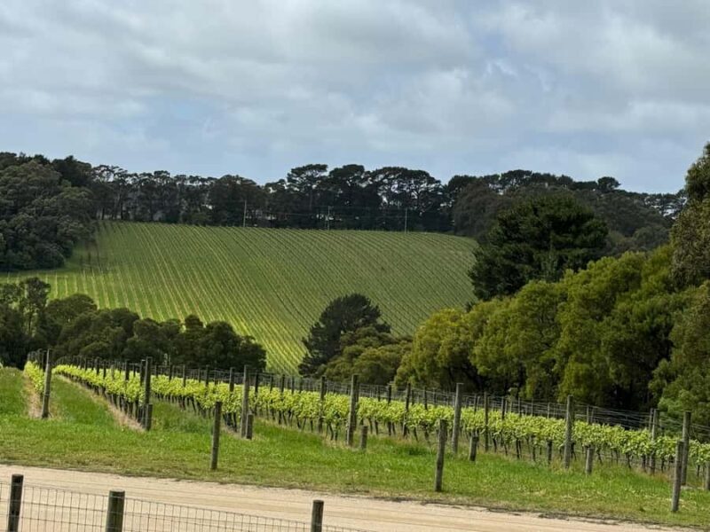 MEL: Private Yarra Valley Wine & Healesville Sanctuary Tours - The Experience, Logistics, and Value