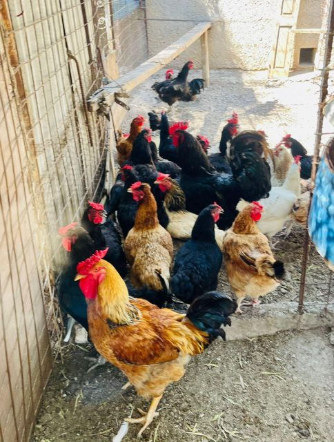 Melanes: Naxos Perivoli Farm & Cooking Class With Wood Fire - Meeting Point