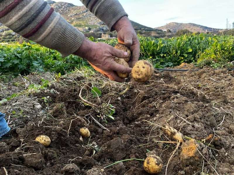 Melanes Tour: Village Highlights & Garden-to-Table Meal - Authentic Experiences and Insights from Past Participants