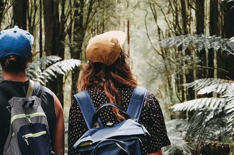 Melbourne: 12 Apostles, Otways & Great Ocean Road Day Tour - The Itinerary: What You Can Expect  