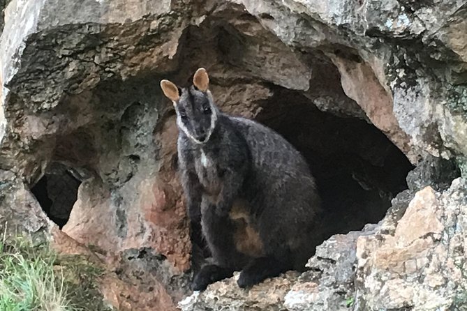 Melbourne, Blue Mountains Small-Group 2-Day Safari, Room, Food  - Sydney - Cancellation Policy