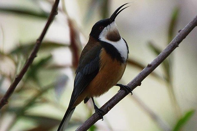 Melbourne, Blue Mountains Small-Group 2-Day Safari, Room, Food  - Sydney - Traveler Photos