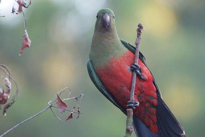 Melbourne, Blue Mountains Small-Group 2-Day Safari, Room, Food  - Sydney - Terms & Conditions