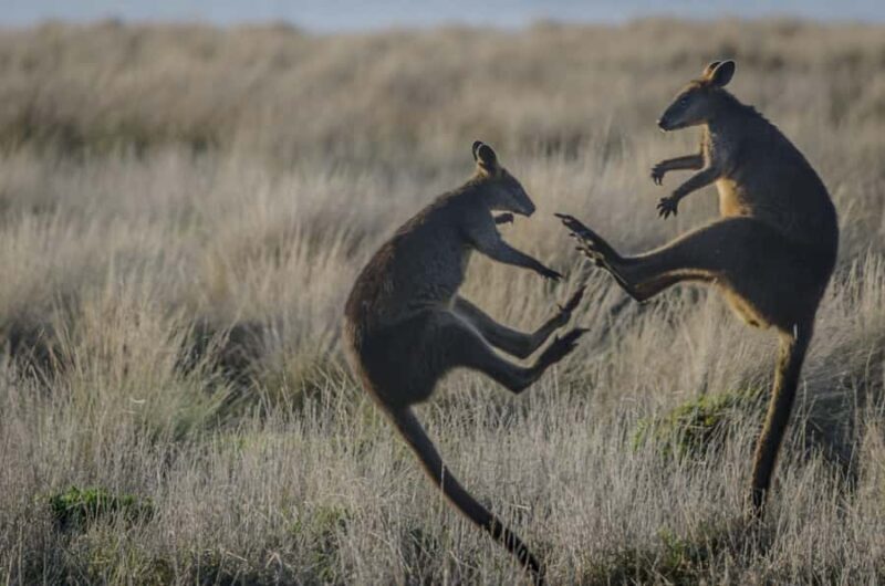 Melbourne: Bunurong Coast & Penguin Parade Day Trip - Authentic Insights from Travelers