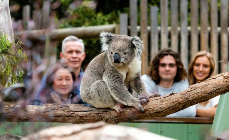 Melbourne City & Wildlife Sanctuary for Cruise Passengers - Exploring Melbourne Through Your Eyes: A Deep Dive