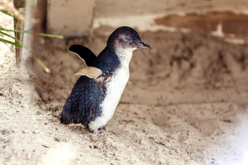 Melbourne: Coastal View & Phillip Isand Penguin Parade Tour - Transport & Practical Considerations