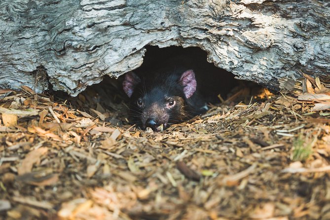 Melbourne Combo: Great Ocean Road Day Trip and Phillip Island Day Trip From Melbourne - Common Questions