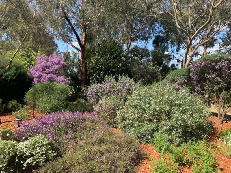 Melbourne: Cranbourne Gardens Electric Explorer Tour - Good To Know
