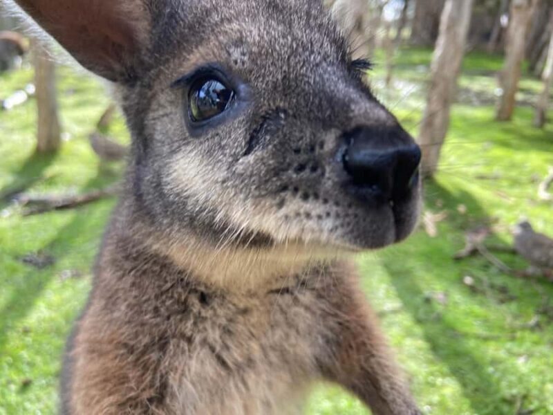 Melbourne Essentials: City, Penguins and Great Ocean Road - Practical Tips for Travelers