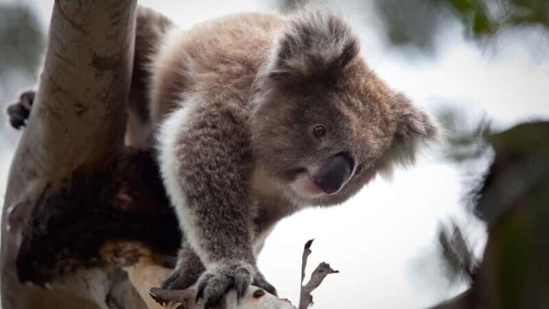 Melbourne Essentials: City, Penguins and Great Ocean Road - FAQ