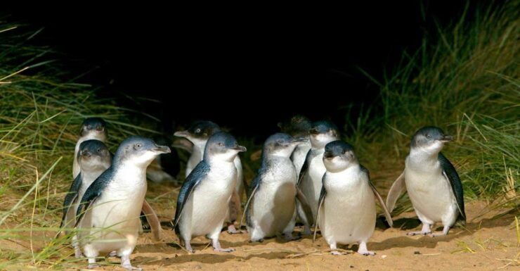 Melbourne: French and Phillip Island Wildlife Expedition - Experience Highlights