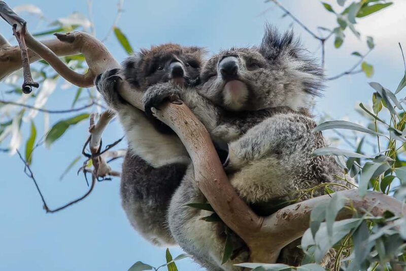 Melbourne: Great Ocean Road 12 Apostles & Rainforest Tour - The Authenticity and Value of the Tour