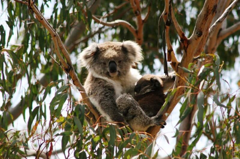Melbourne: Great Ocean Road 12 Apostles & Rainforest Tour - Who Would Love This Tour?
