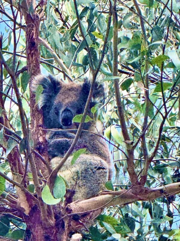 Melbourne: Great Ocean Road Reverse Tour & London Bridge - Introduction: Why This Tour Is a Great Choice