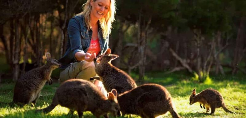 Melbourne Highlights & Aussie Wildlife Express Tour - Good To Know