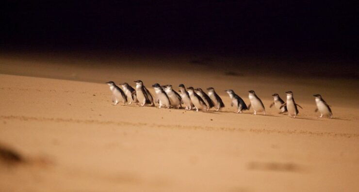 Melbourne Magic: City Discovery and Penguin Parade Tour - Duration and Itinerary Overview
