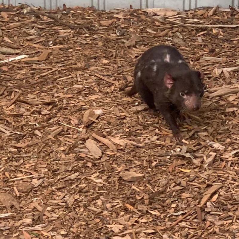 Melbourne: Moonlit Sanctuary and Brighton Beach Boxes Tour - Final Thoughts: Is This Tour Right for You?