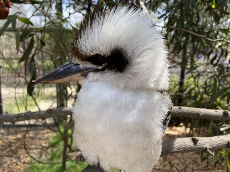 Melbourne: Moonlit Sanctuary and Brighton Beach Boxes Tour - Final Verdict
