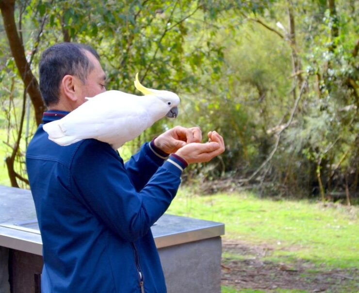 Melbourne: Mount Dandenong Bush Private Tour With Dinner - Highlights