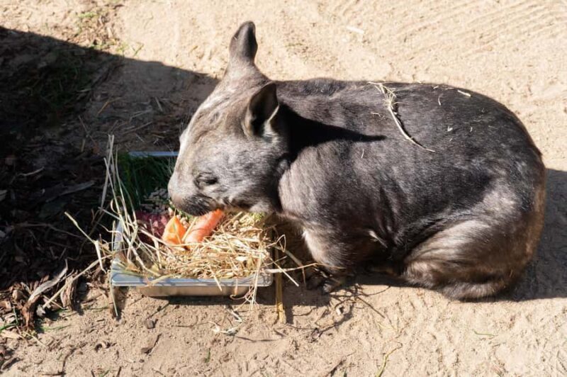Melbourne: Murray River Paddle Steamer, Wildlife & Silo Art - An In-Depth Look at What the Tour Offers
