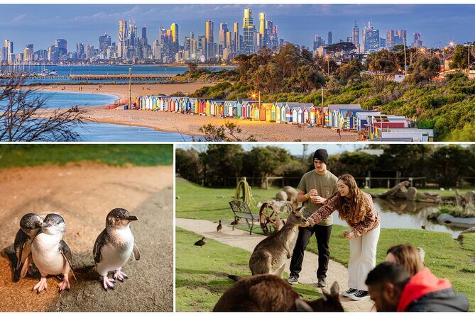Melbourne: Penguin Parade , Koala & Brighton Bathing Boxes - Good To Know