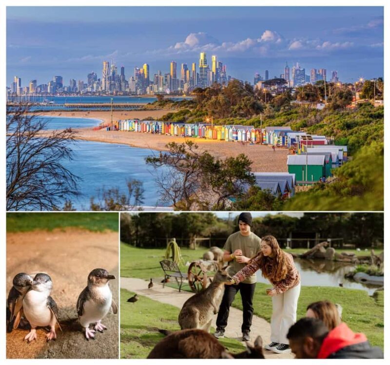 Melbourne: Penguin Parade , Koala & Brighton Bathing Boxes - Good To Know