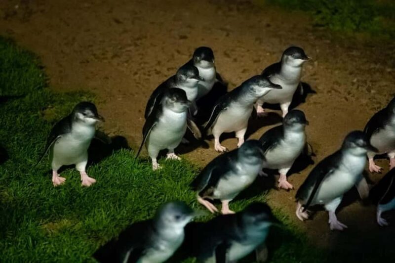 Melbourne: Penguin Parade & Phillip Island Scenic Day Tour - The Itinerary in Detail