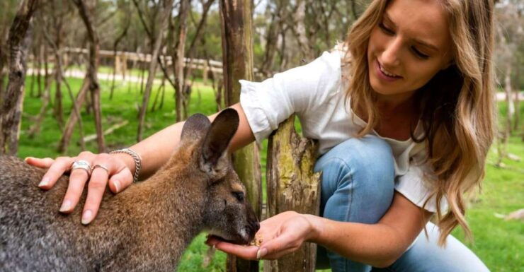 Melbourne: Peninsula Nature Private Day Trip With Dinner - Tour Details and Duration