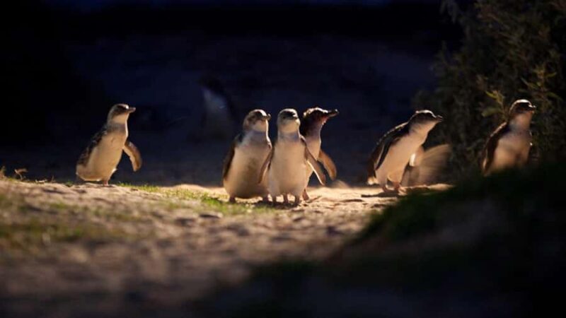 Melbourne: Phillip Island Penguin Parade Watching Day Tour - Practical Considerations and What You’ll Love