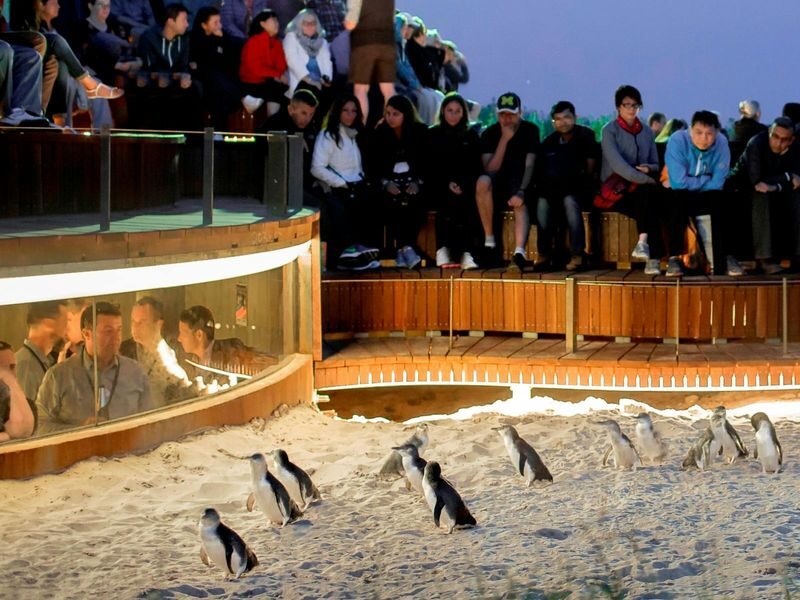 Melbourne Phillip Island Private Tour - Phillip Island at a glance