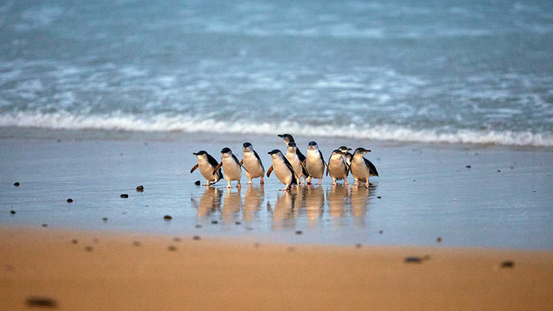 Melbourne Phillip Island Private Tour - What a private charter changes