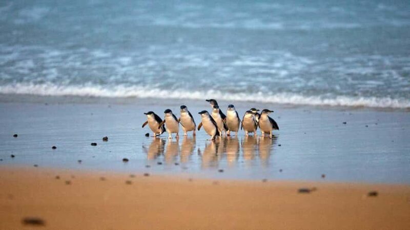 Melbourne: Phillip Island Private Tour, Penguin and Koala - The Itinerary Breakdown