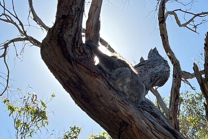 Melbourne Phillip Island Private Tour with Penguin - What to Expect from the Itinerary