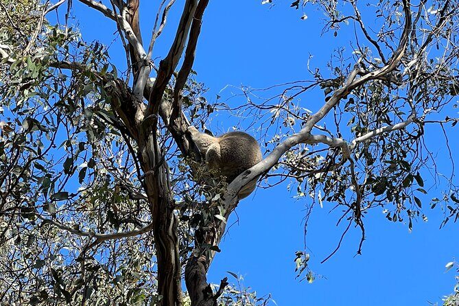 Melbourne Phillip Island Private Tour with Penguin - Who Is This Tour Best For?