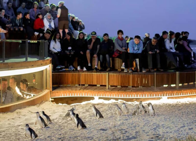 Melbourne: Phillip Island Private Tour with Penguin Parade - Melbourne: Phillip Island Private Tour with Penguin Parade — A Detailed Review