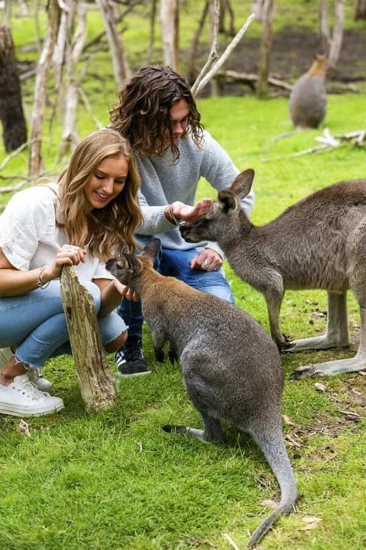 Melbourne: Phillip Island Private Tour with Penguin Parade - Why This Tour Offers Great Value