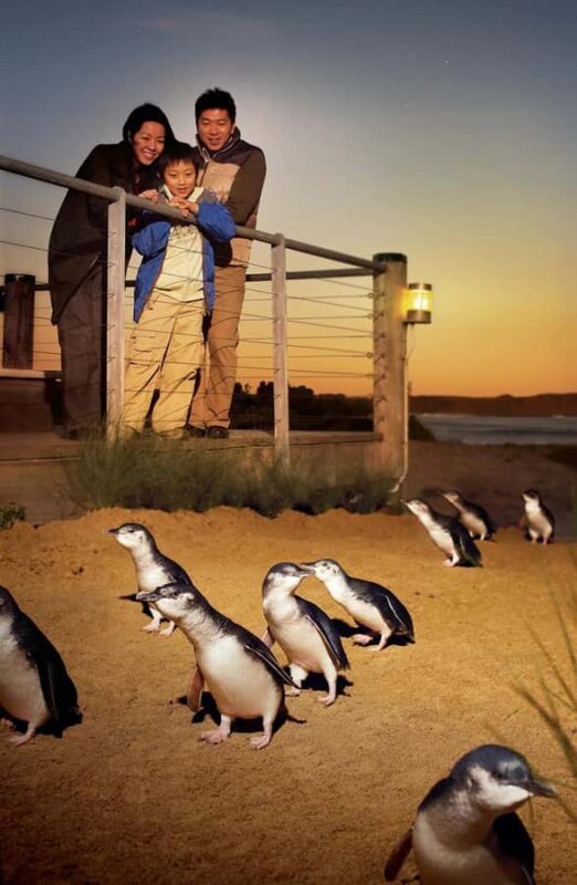 Melbourne: Phillip Island Private Tour with Penguin Parade - Who Would Love This Experience?