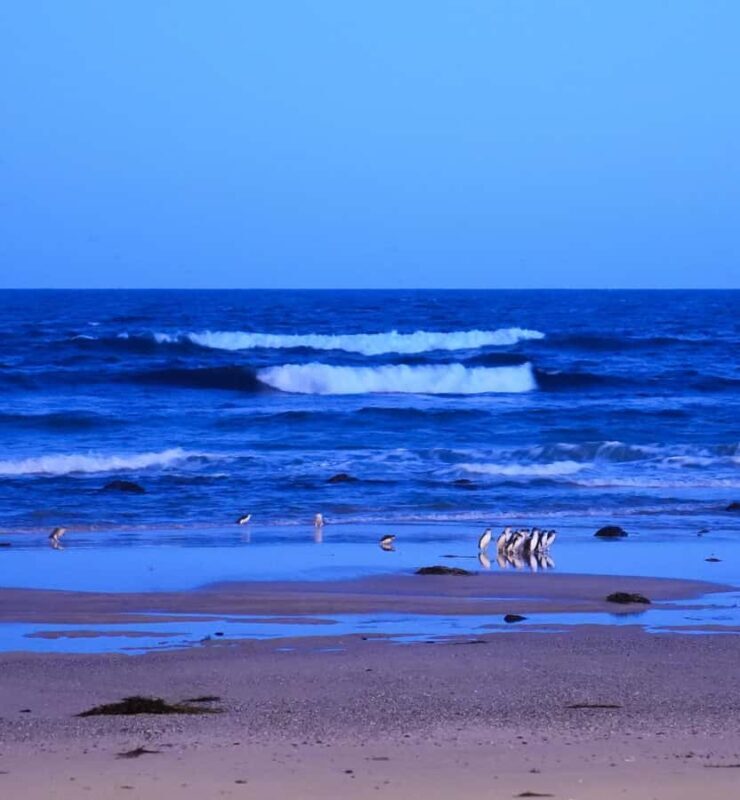 Melbourne: Phillip Island Private Trip, Penguin and Wildlife - The Guide and Overall Experience