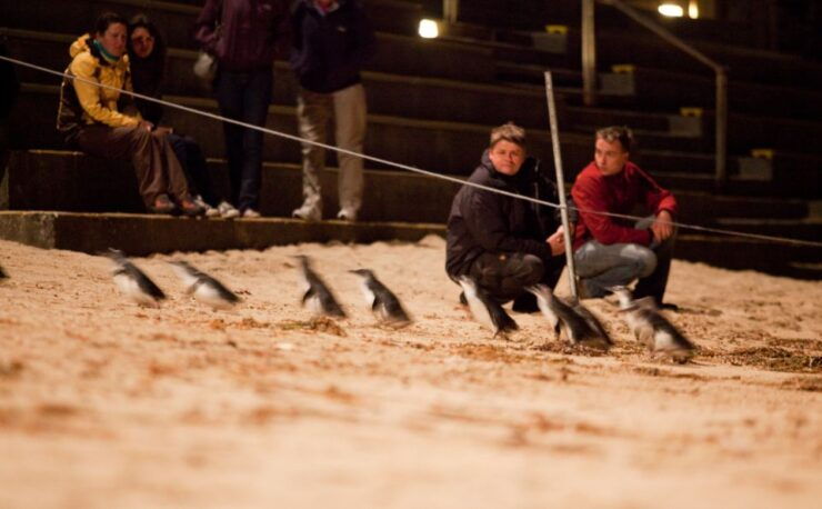 Melbourne: Phillip Island Tour & Penguin Parade - Activity Details