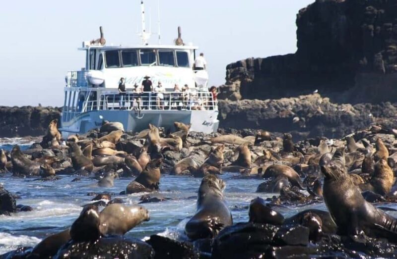 Melbourne: Phillip Island Tour w/ Hop-on Bus or Seal Cruise - Why This Tour Offers Great Value