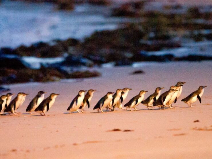 Melbourne: Phillip Island Wine, Wildlife, and Penguins Tour - Tour Overview