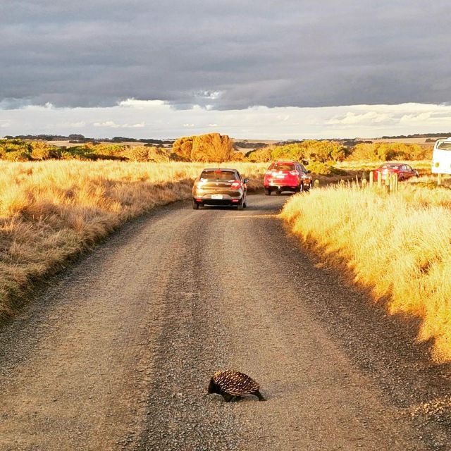 Melbourne: Phillip Island Wine, Wildlife, and Penguins Tour - Cancellation Policy Details