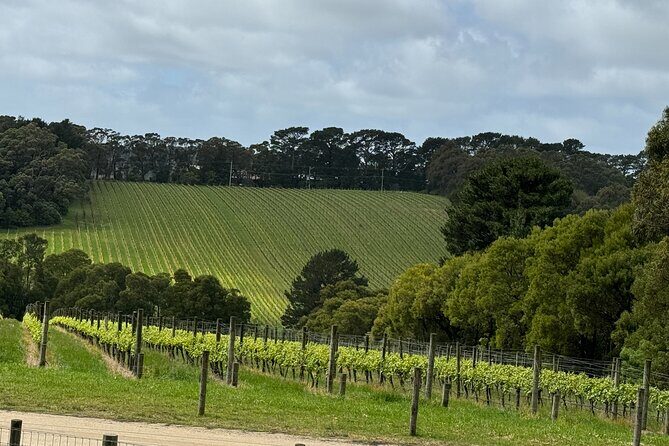 Melbourne: Private Mornington Peninsula & Winery Tours. - Transportation & Practical Details