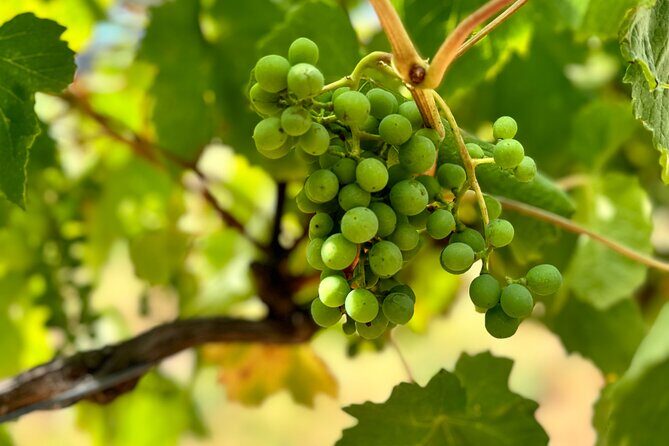 Melbourne: Private Mornington Peninsula & Winery Tours. - FAQ: Practical Questions Answered