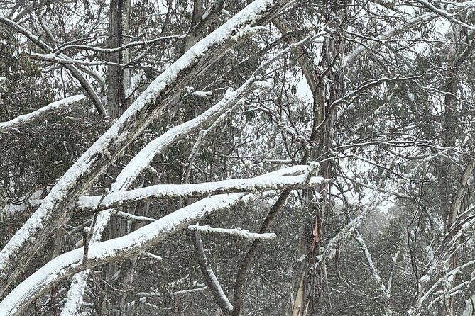 Melbourne: Private Mount Buller Snow and Ski Tours - Overview of the Mount Buller Private Tour