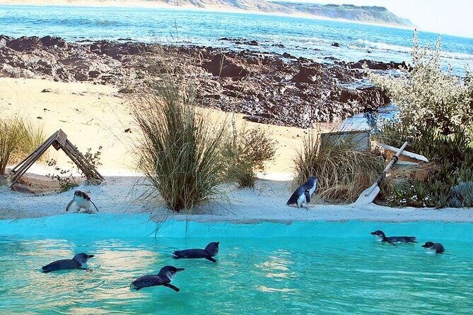 Melbourne Private Penguins Koalas TOUR-Melbourne City Tour JEWELS - Good To Know