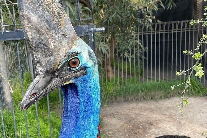 Melbourne Private Penguins Koalas TOUR-Melbourne City Tour JEWELS - Wildlife Encounters: Koalas, Kangaroos, and More