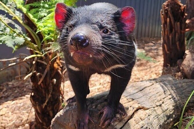 Melbourne Private Penguins Koalas TOUR-Melbourne City Tour JEWELS - Practicalities and Value for Money