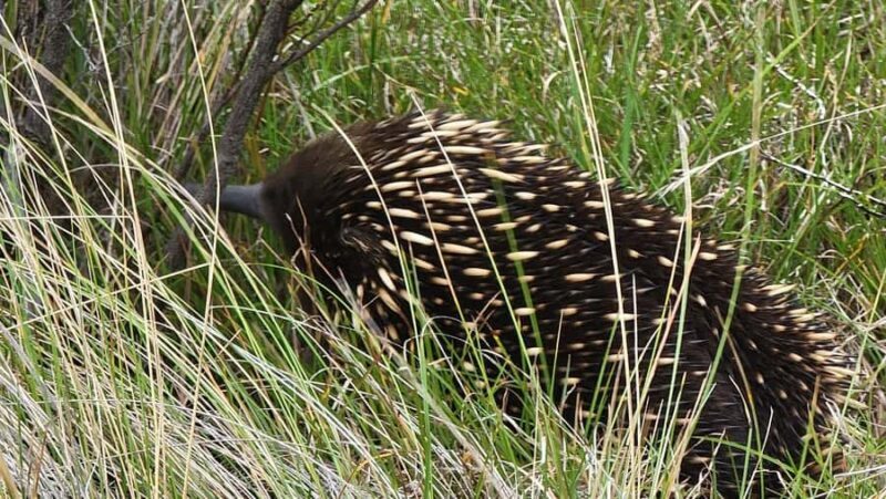 Melbourne: Private Phillip Island Penguin Parade Tours - Good To Know